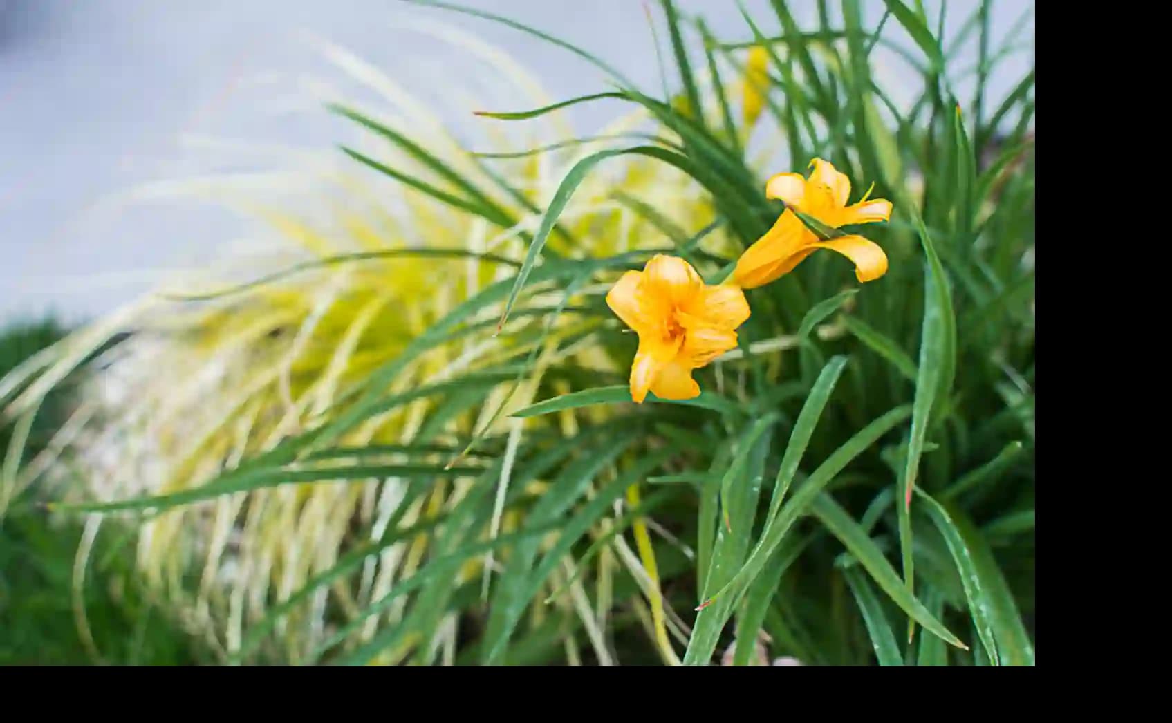 Primo piano di un bellissimo fiore